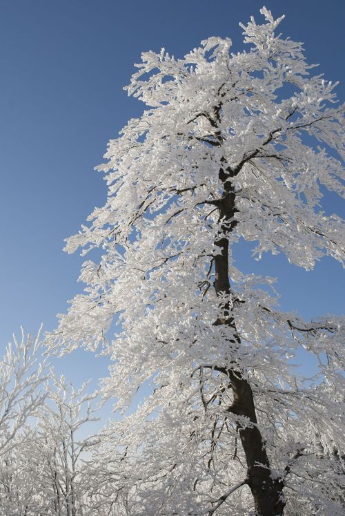 Medis, Žiema, Sniegas, Gamta, Balta, Snieguotas