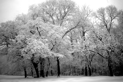 Medis, Žiema, Sniegas, Balta, Gamta, Juoda Ir Balta, Sezonas