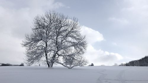 Medis, Sniegas, Žiema, Sezonas, Balta, Kraštovaizdis, Ledinis, Šaltas