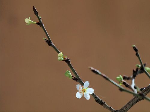 Medis, Pavasaris, Gėlės, Gėlė