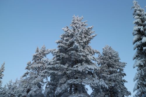 Medis, Šaltis, Žiema, Mėlynas Dangus, Gamta, Suomių, Dangus, Snieguotas