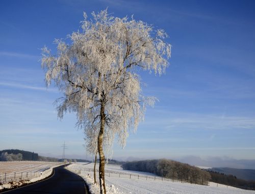 Medis, Prinokę, Užšaldymas, Žiema, Žiemos Peizažas, Sniegas, Gamta, Balta, Mėlynas, Oras, Liuksemburgas