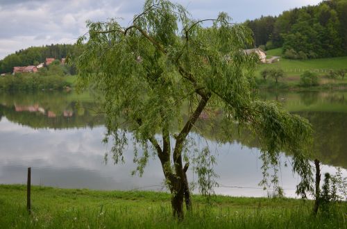 Medis, Ežeras, Gamta