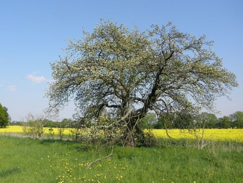 Medis, Senas, Gamta, Gėlės, Gnarled, Kraštovaizdis, Pieva