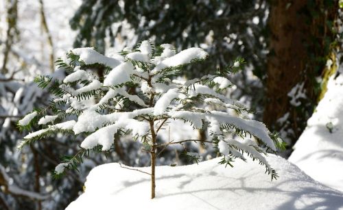 Medis, Augalas, Žiema, Sniegas, Snieguotas, Prisnigo Į, Žiemą