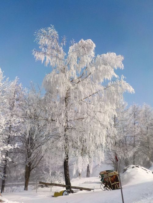 Medis, Šaltis, Žiema, Kraštovaizdis, Saulės Šviesa