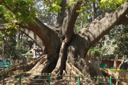 Medis, 200 Metų, Bangalore, Sodas