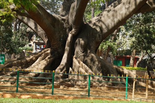 Medis, 200 Metų, Senovės, Bangalore, Sodas