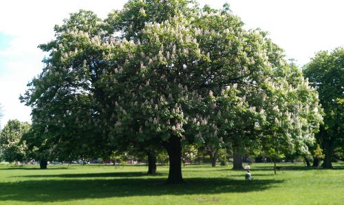 Medis, Parkas, Clissold Parkas, Šiaurės Londonas