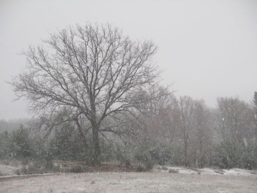 Medis, Sniegas, Laukas, Žiema, Gamta, Balta, Vaizdas, Šaltis, Miškas, Kraštovaizdis