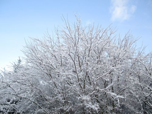 Medis, Dangus, Sniegas, Atsarga, Žiema, Lenkija, Debesys, Gamta, Filialai