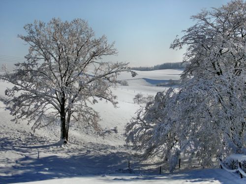 Medis, Snieguotas, Gamta, Sniegas, Ledinis
