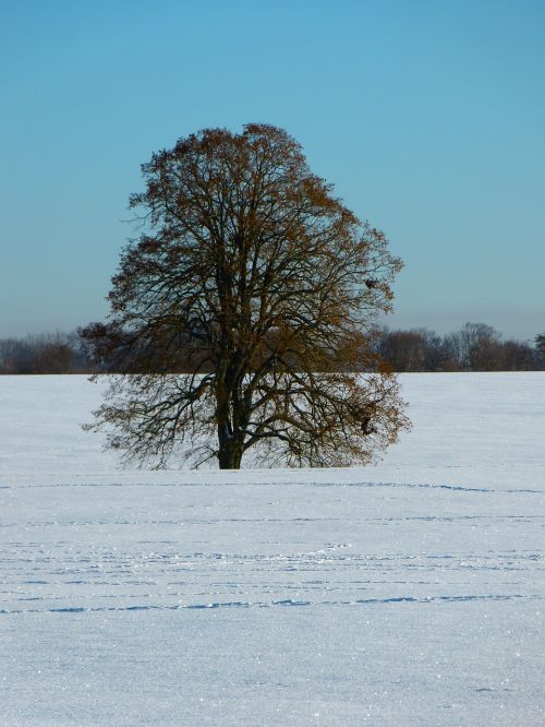 Medis, Linda, Žiema, Sniegas