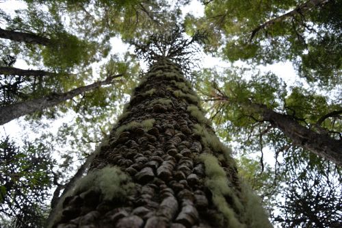 Medis,  Puodeliai,  Miškas,  Conguillío Nacionalinis Parkas,  Araucaria Araucana,  Vertikalus,  Perspektyva,  Išnykimo Taškas