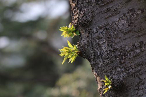 Medis, Daigumas, Pavasaris, Natūralus