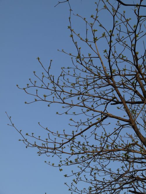 Medis, Filialai, Pavasaris, Dangus, Mėlynas