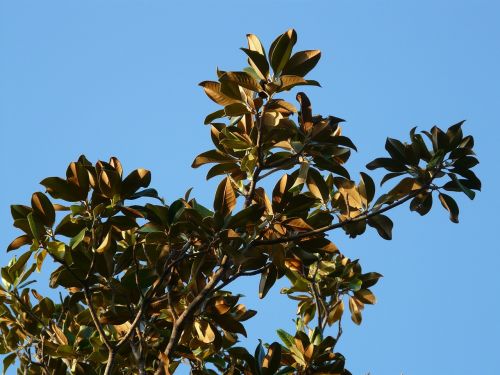 Medis, Lapai, Magnolija, Magnolijos Lapai, Magnoliengewaechs, Magnoliaceae