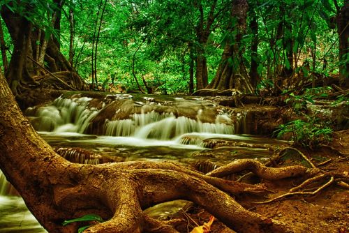 Medis,  Krioklys,  Miškas,  Gamta,  Nacionalinis Parkas,  Tailandas,  Miškai