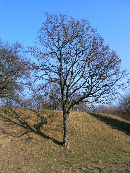 Medis, Gamta, Laukas