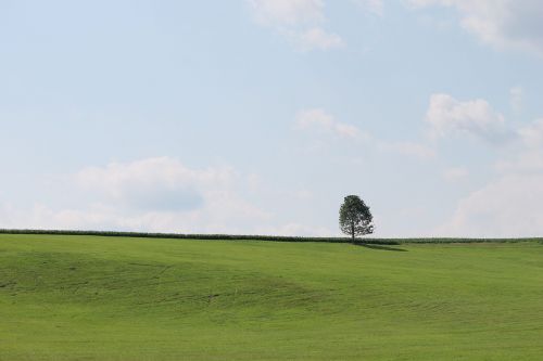 Medis,  Žalias,  Dangus,  Gamta,  Žolė,  Kraštovaizdis