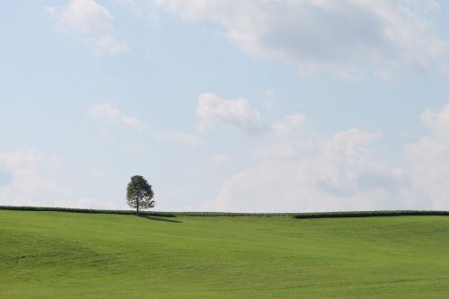 Medis,  Žalias,  Dangus,  Gamta,  Žolė,  Kraštovaizdis