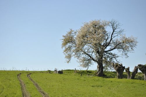 Medis, Gamta, Kraštovaizdis