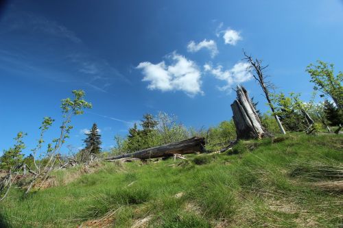 Medis,  Gamta,  Lauke,  Vasara,  Miškas