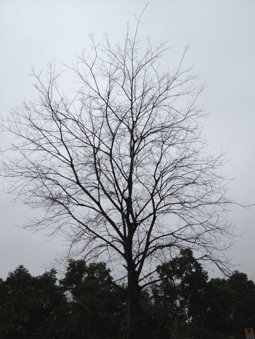 Tree,  Hokaido,  Branches,  Winter,  Silhouette