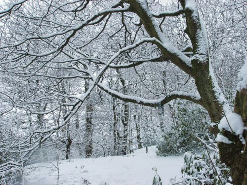 Medis, Sniegas, Žiema, Snieguotas, Kraštovaizdis, Filialai, Sezonas, Gruodžio Mėn .