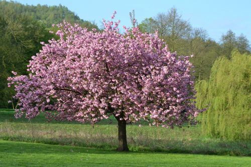 Medis, Gamta, Kraštovaizdis, Gėlės, Magnolija, Parkas, Botanika, Monceau, Charleroi