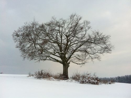 Medis, Žiema, Gamta, Sniegas, Žiemą, Šaltas, Balta
