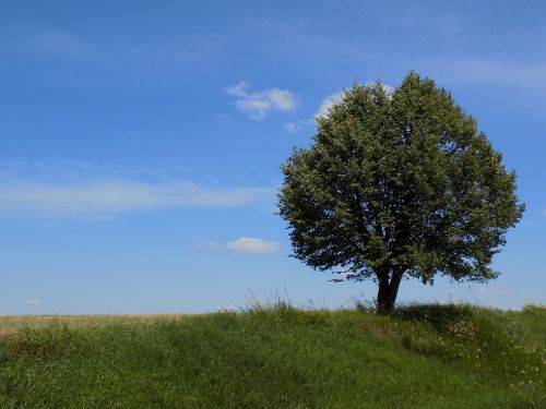 Medis, Gamta, Augalas, Žalias, Pavasaris, Kraštovaizdis