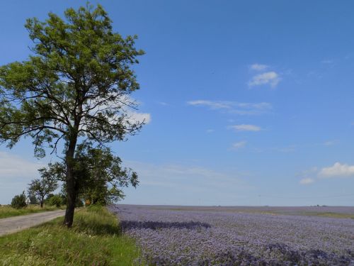 Medis, Žalias, Gamta, Lapai, Augalai, Flora, Lapija