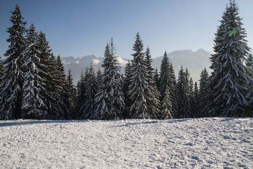 Medis, Žiema, Sniegas Ant Medžio, Šaltis, Spygliuočių, Sniegas, Kraštovaizdis, Kalnai, Gamta, Vaizdas, Lenkija, Miškas