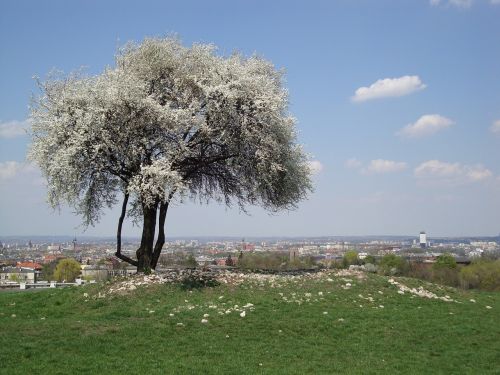 Medis, Gamta, Pavasaris, Balta, Grožis