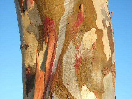 Medžio Žievė, Australia, Eukaliptas, Spalvinga
