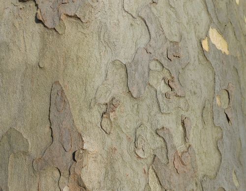 Medis,  Žievė,  Tekstūra,  Šviesa,  Medžio Žievės Tekstūra