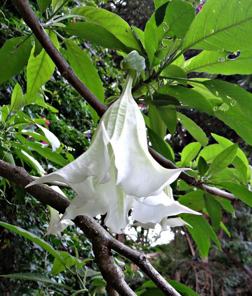 Medžio Datas, Angelo Trimitas, Perujos Trimitai, Gėlė, Balta, Brugmansia Arborea, Solanaceae, Indija