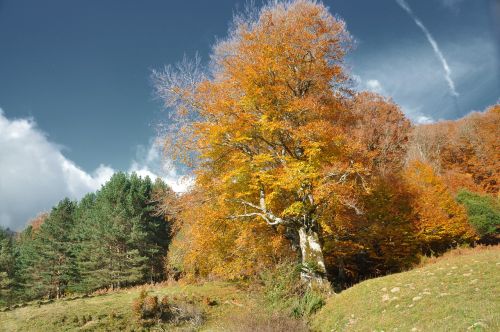 Medis Krito, Pyrénées, Ispanija, Huesca, Spalva, Dangus, Gamta, Kraštovaizdis