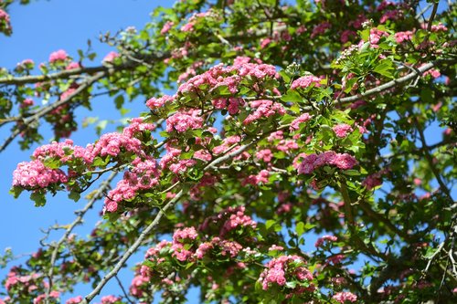 Medis Gėlė,  Apple Tree Gėlės,  Spyruoklė-Žydėjimo,  Gėlės Obelis,  Pavasaris,  Žydėjimo,  Sodas,  Medis