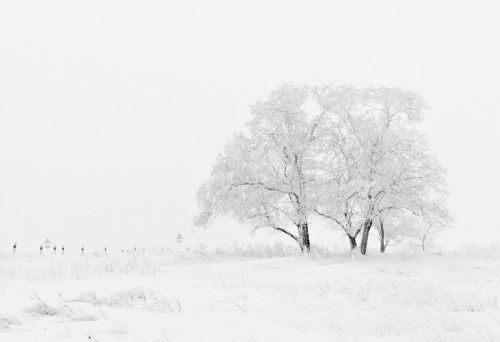 Žiema,  Gamta,  Sezonas,  Medžiai,  Dangus,  Sniegas,  Balta,  Nuotrauka,  Medis Rūkas