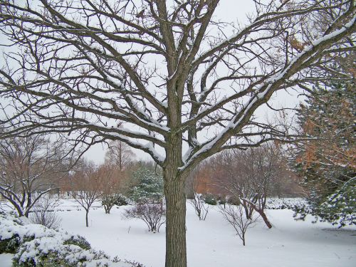 Medis,  Sniegas,  Medis Sniege