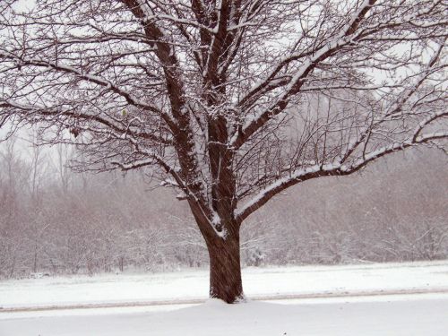 Sniegas,  Medžiai,  Kalėdos,  Xmas,  Žiema,  Medis Sniege