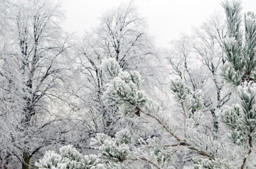 Medis,  Pušis,  Adatos,  Makro,  Sezonas,  Šaltis,  Balta,  Ledas,  Sniegas,  Snaigė,  Minusas,  Temperatūra,  Gražus,  Fonas,  Tapetai,  Gamta,  Medis Žiemą