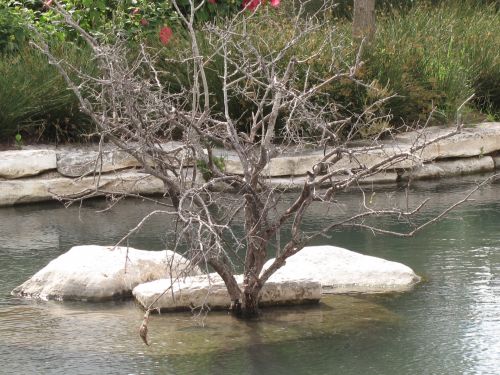 Medis,  Vanduo,  Akmenys,  Medis Vandenyje