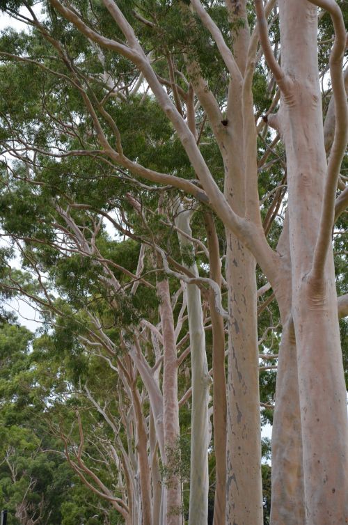 Medis,  Perth,  Karaliai,  Parkas,  Medžio Karalių Parkas