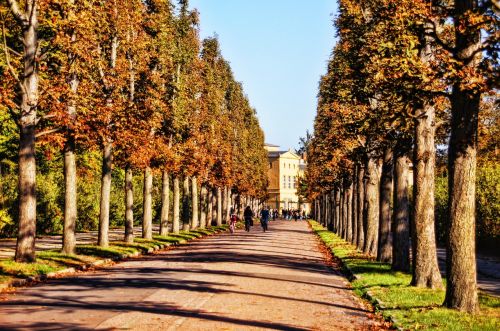 Medžio Pamušalas, Medžiai, Toli, Park Sanssouci, Potsdamas, Parkas, Sodas