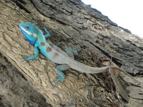 Medžio Driežas, Gyvūnas, Iguana