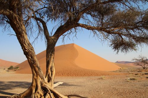 Medis Namibia, Dykuma, Afrika, Safari, Gamta, Sausra, Namibija, Šventė, Heiss, Rotorinis Smėlis