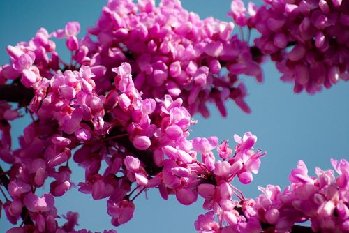 Judejos Medis,  Cercis Siliquastrum,  Rožinės Gėlės,  Pavasaris